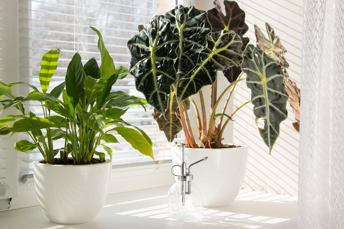 Top 10 plante care purifică aerul din casă