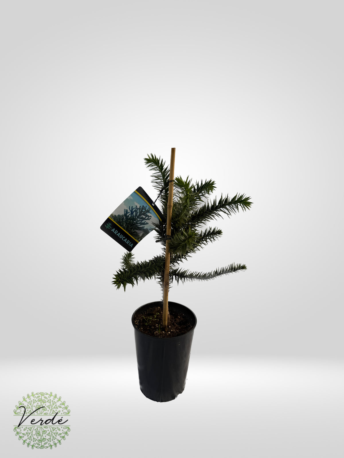 Pin chilian- Araucaria Araucana