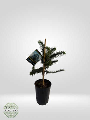 Pin chilian- Araucaria Araucana