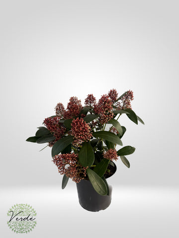 Liliac Japonez Roz