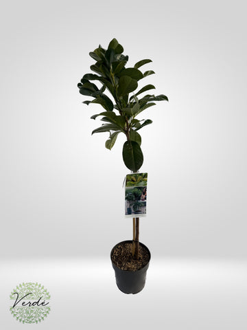 Laur englezesc- Prunus Laurocerasus "Bonaparte"