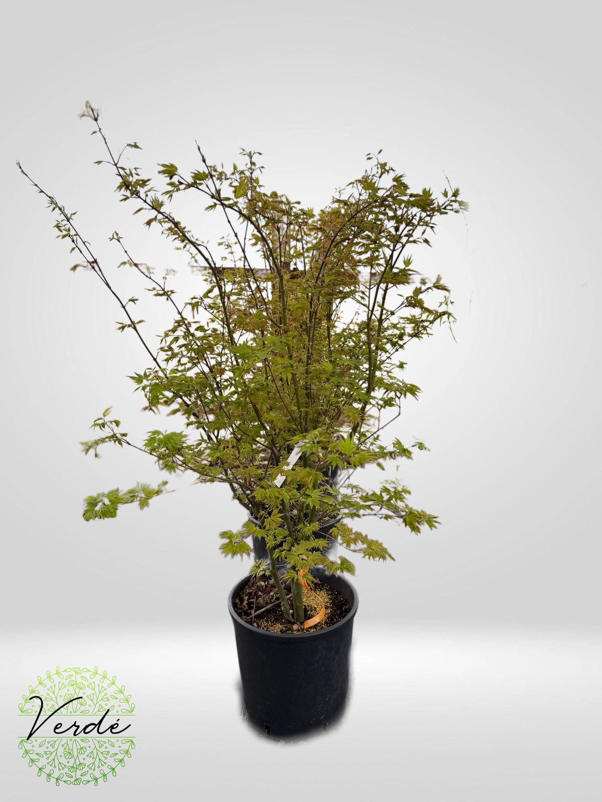 Artar Japonez- Acer Palmatum "Orange Glow" CLT 12 80/100