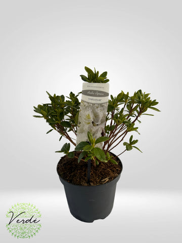 Rhododendron alb