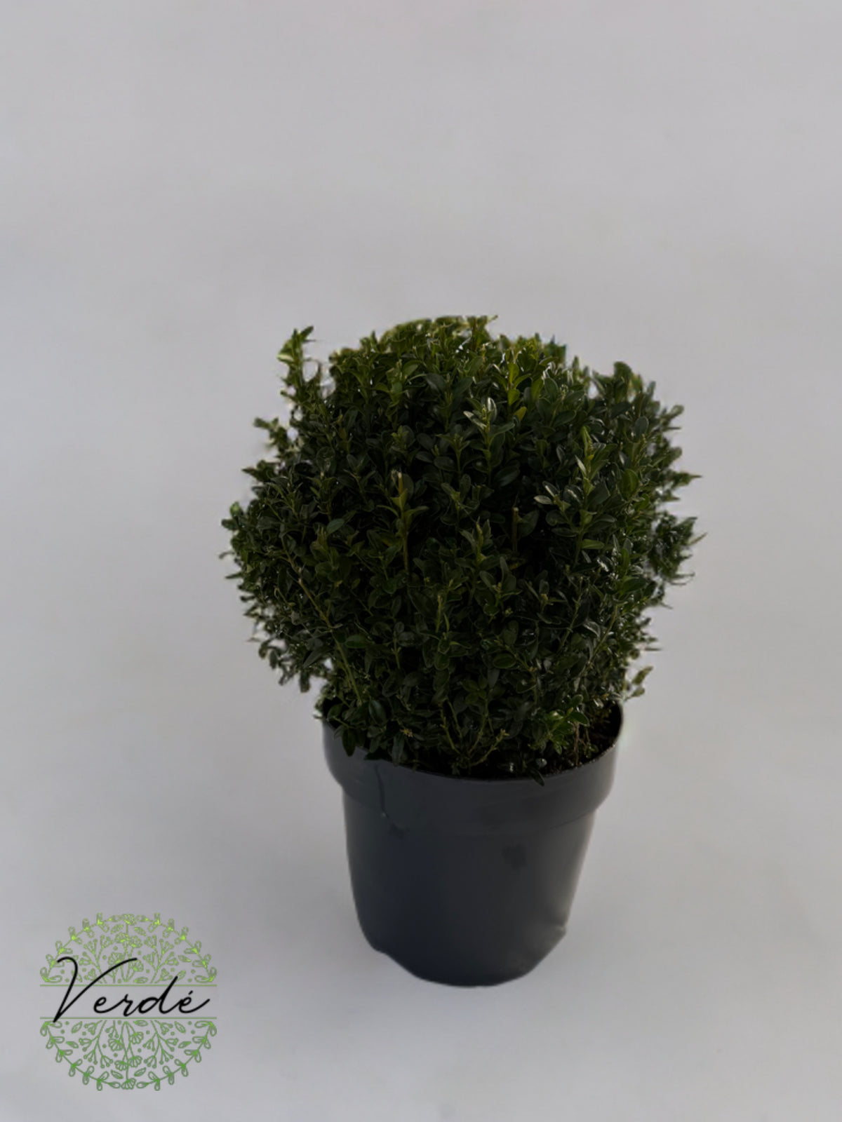Buxus