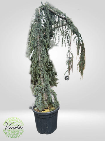 Cedru Atlantica "Glauca Pendula"