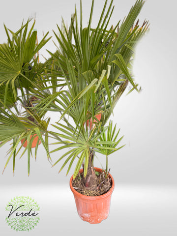 Palmier Chamaerops Excelsa Ceppo 2 tronchi