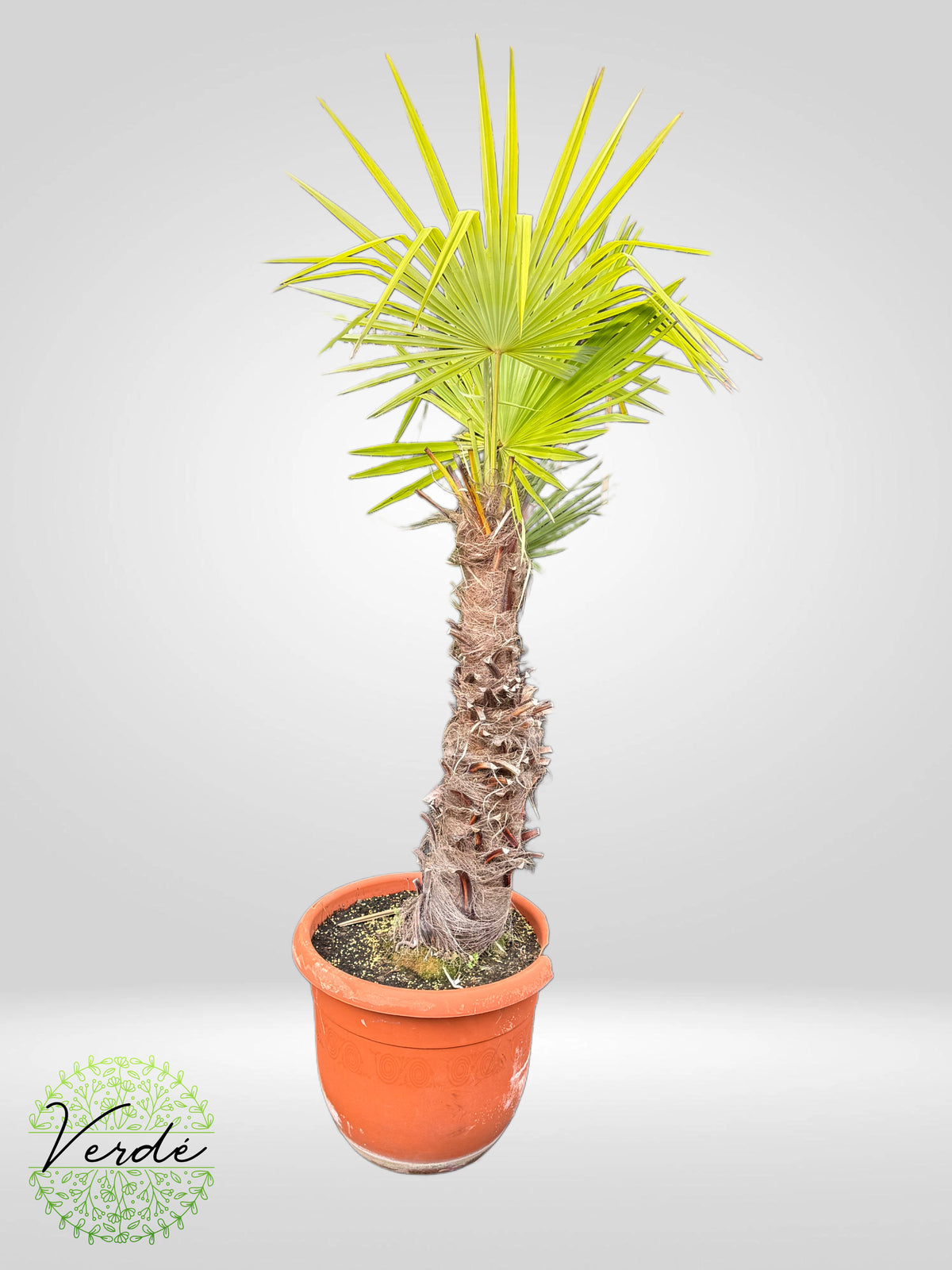 Palmier Chamaerops Excelsa "Romanita"