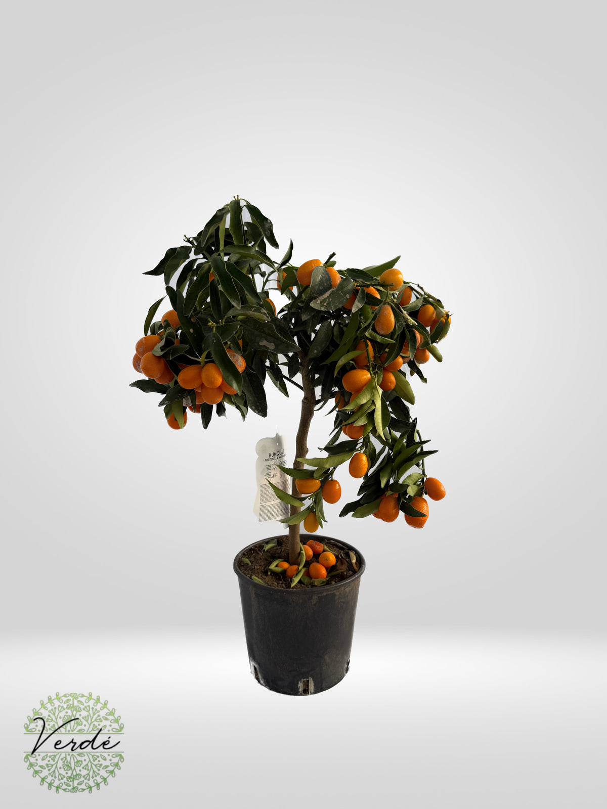Mandarin cu fructe comestibile