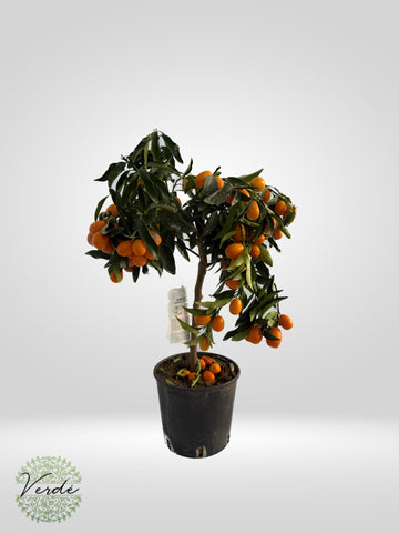 Mandarin cu fructe comestibile