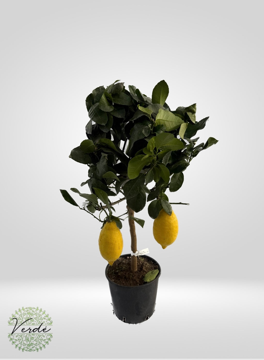 Lamai (Citrus Lemon)