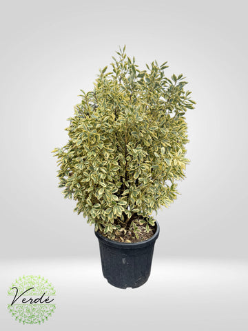 Euonymus Japonicus BRAVO
