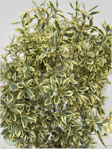 Euonymus Japonicus BRAVO
