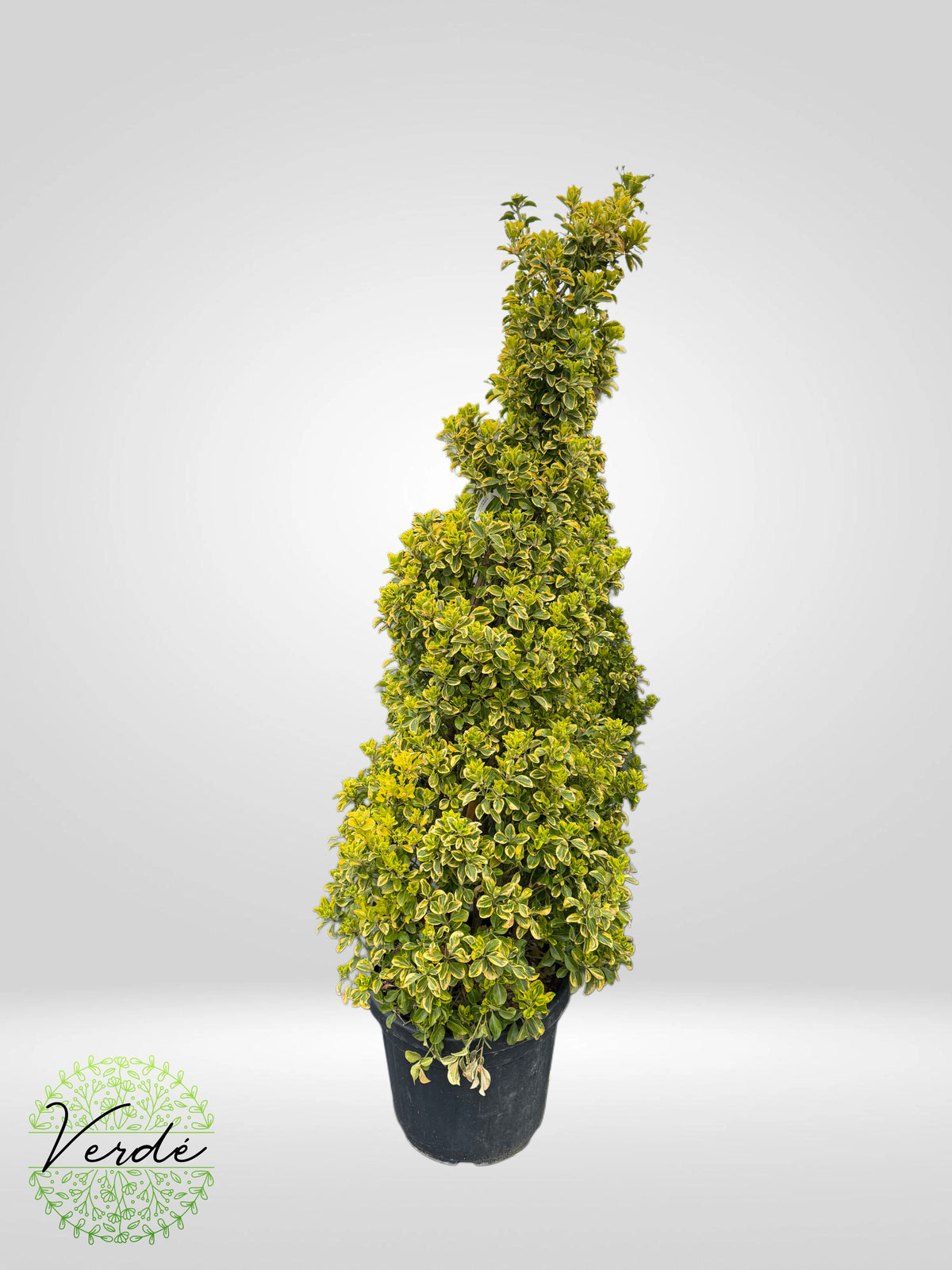 Euonymus Japonicus el Aureus CLT 35 135/150 cono