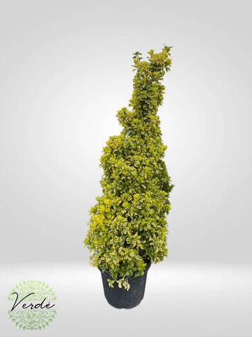 Euonymus Japonicus el Aureus CLT 35 135/150 cono