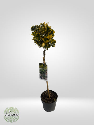 Euonymus Japonicus "Marieke"