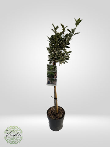 Euonymus Japonicus "Kathy"