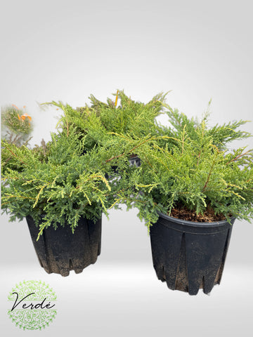 Ienupar Târâtor- Juniperus communis ‘Hortiza’