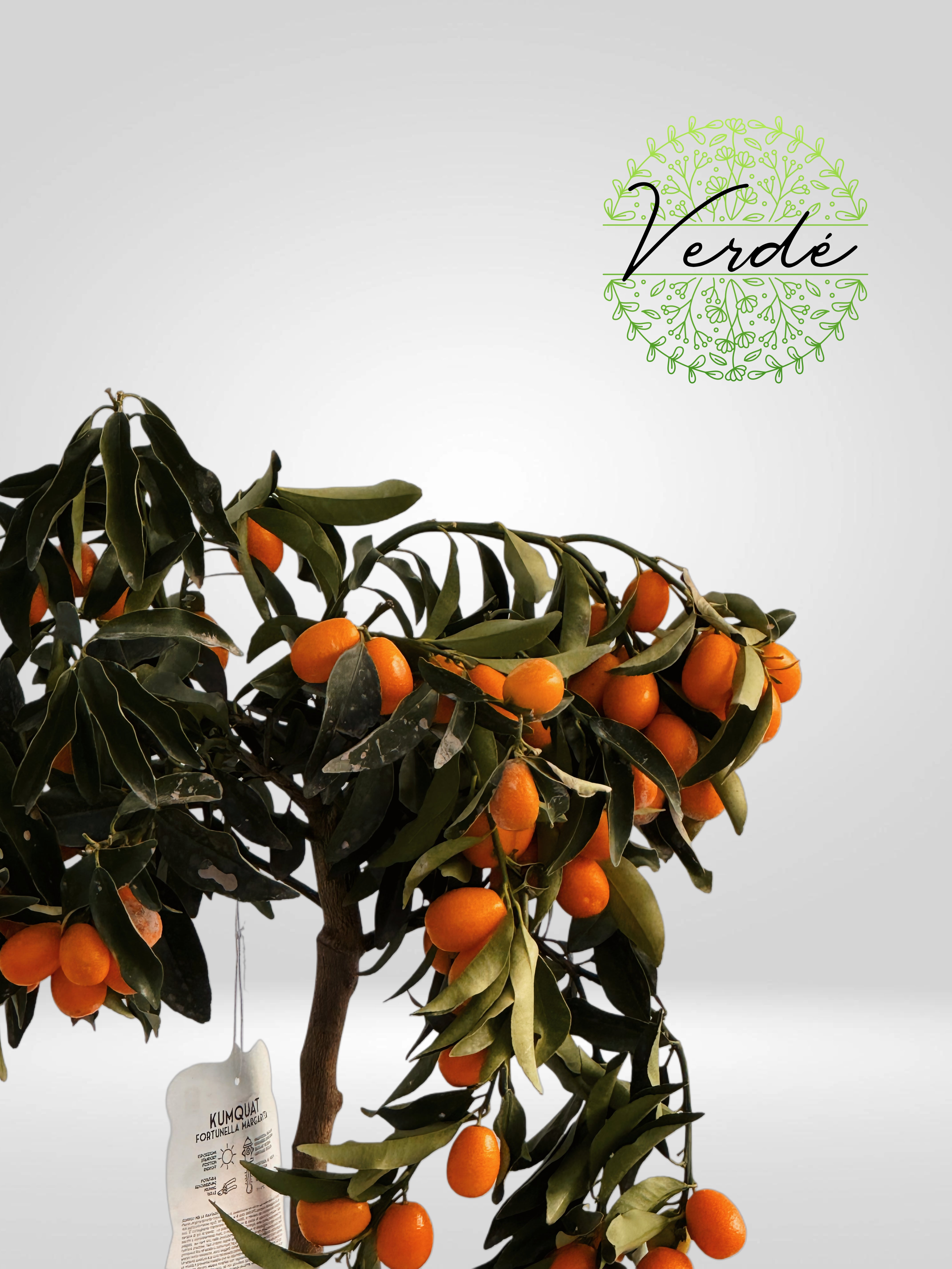 Mandarin cu fructe comestibile