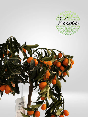 Mandarin cu fructe comestibile