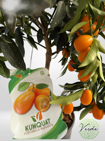 Mandarin cu fructe comestibile