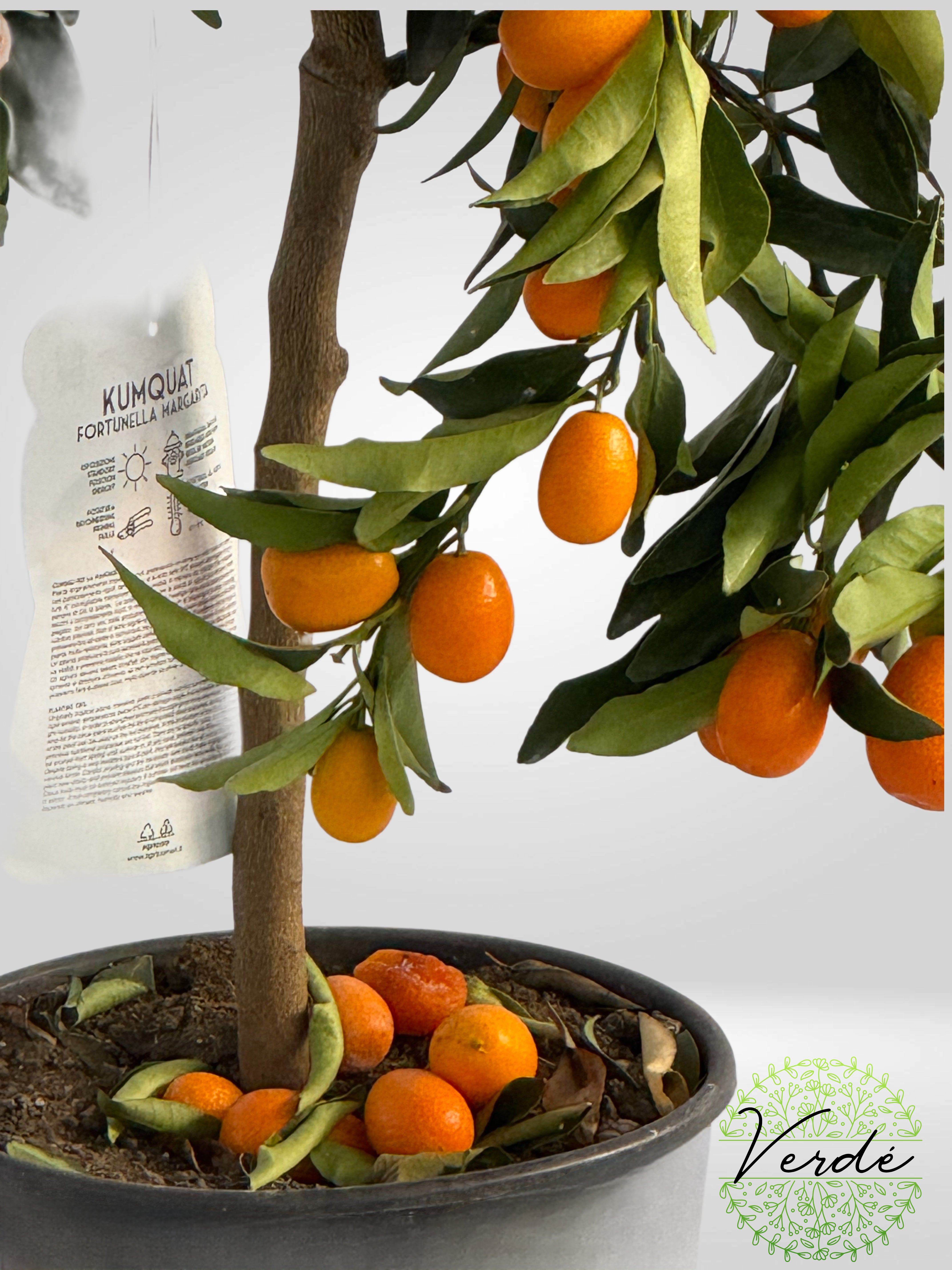 Mandarin cu fructe comestibile