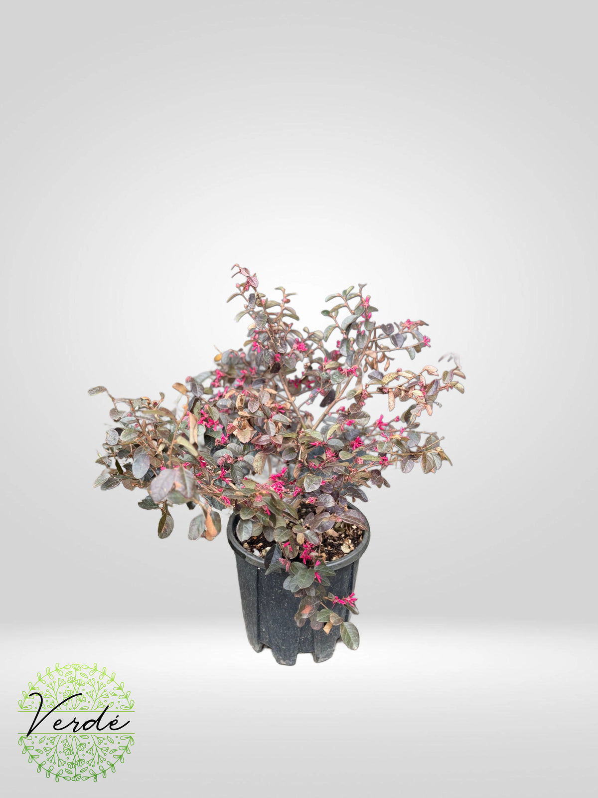 Loropetalum Chinese "Black Pearl"
