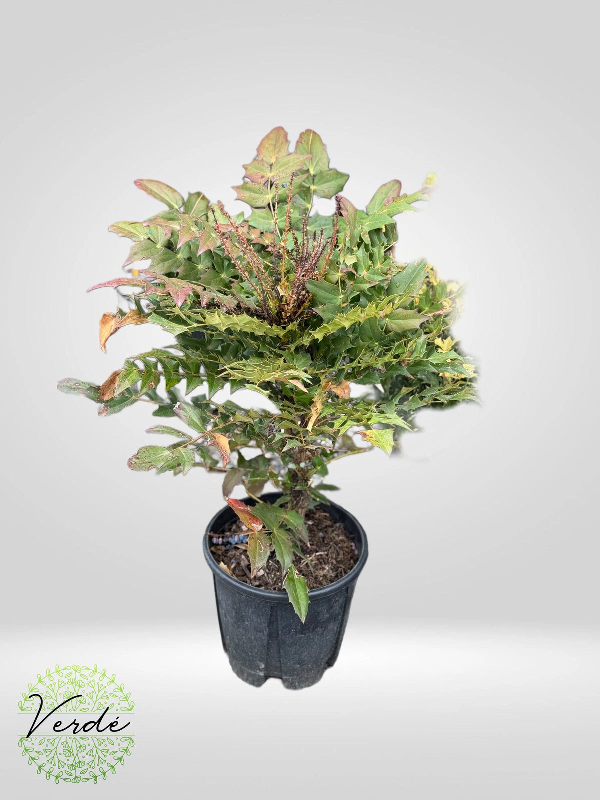 Mahonia