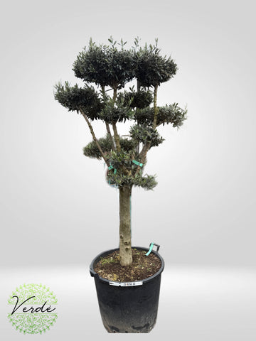 Maslin OLEA