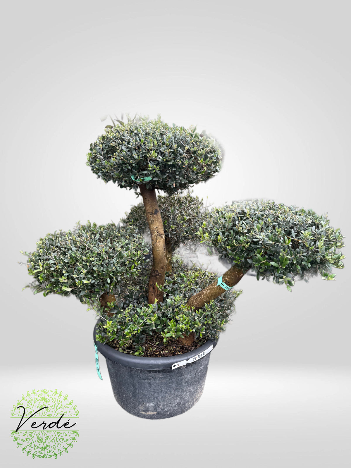 Maslin Olea
