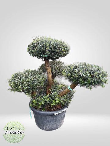 Maslin Olea
