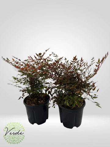 Nandina
