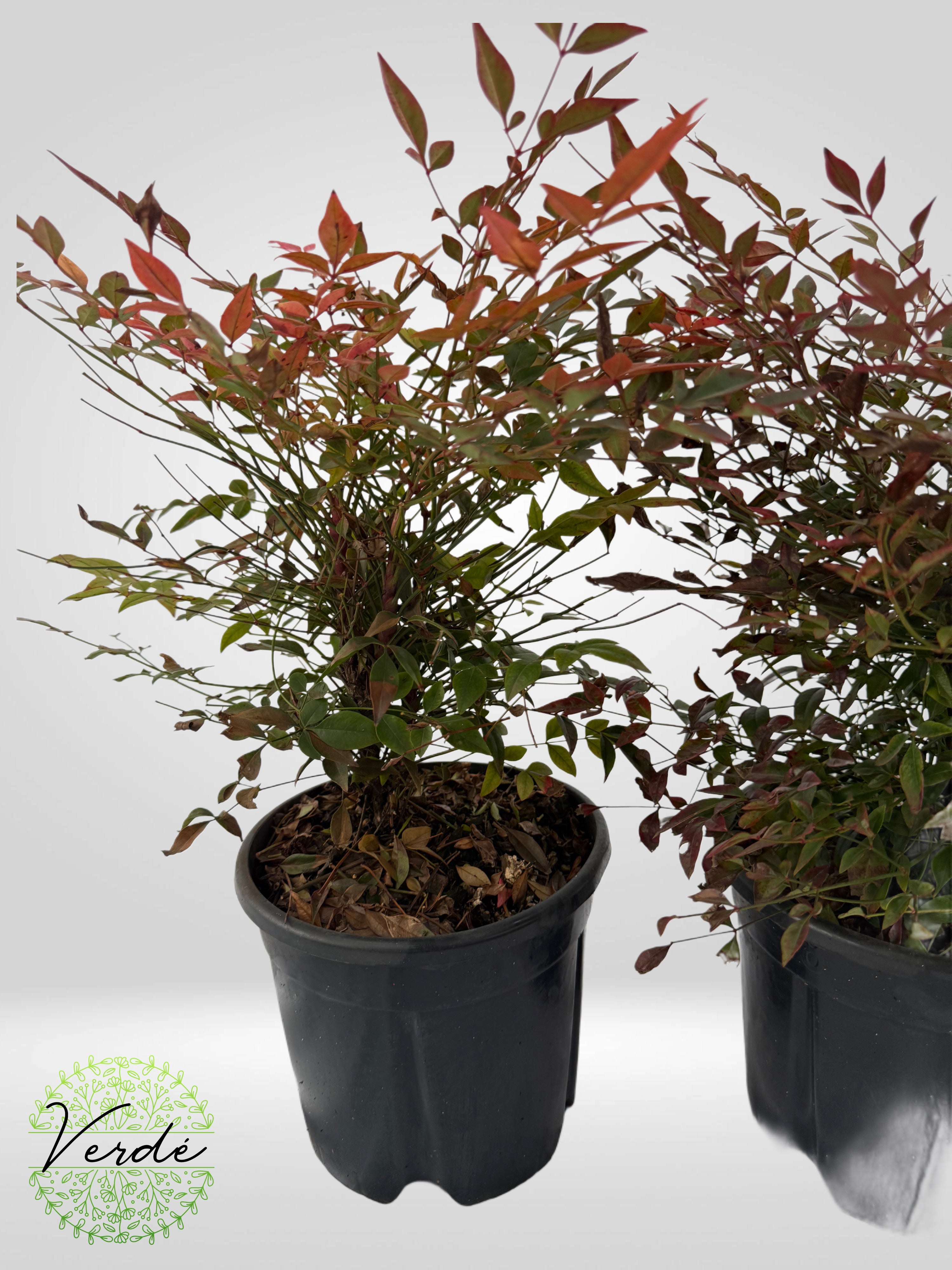 Nandina