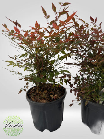 Nandina