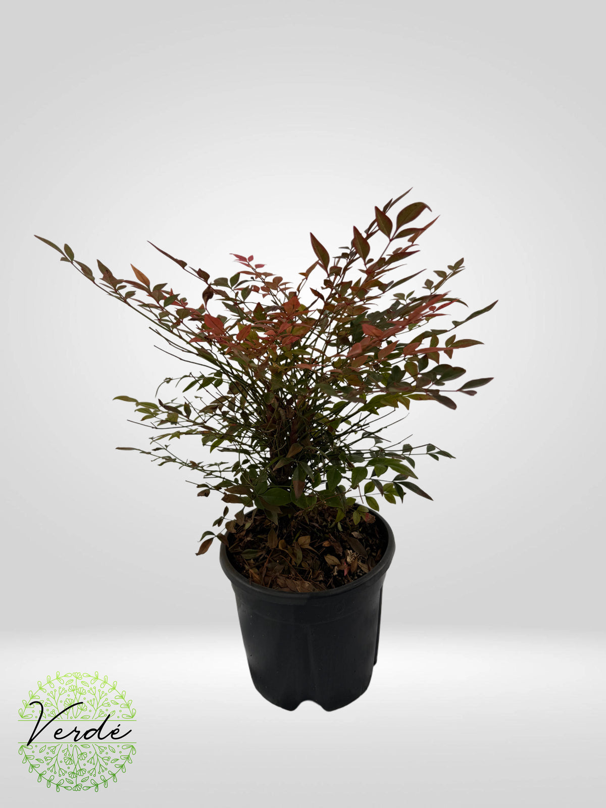 Nandina