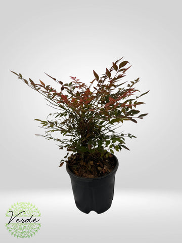 Nandina