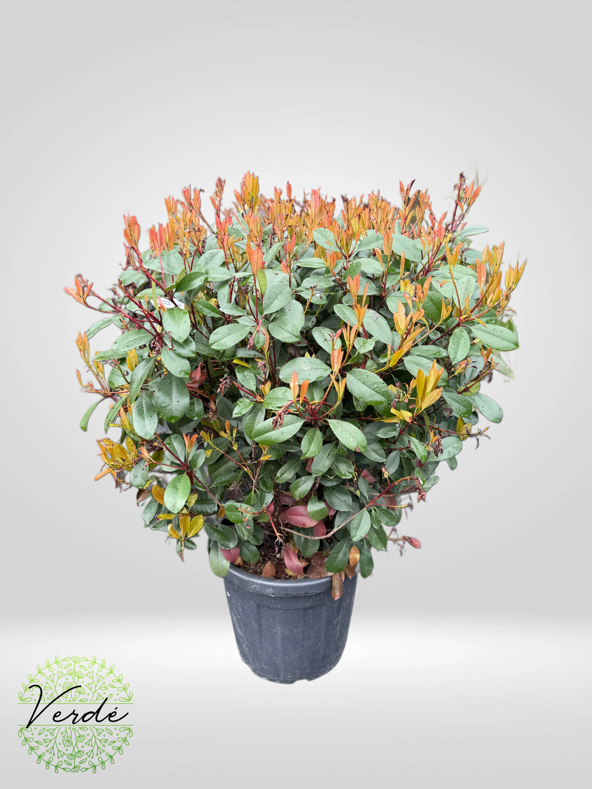 Photinia Fraseri Red Robin- CLT 35 70/80 palla