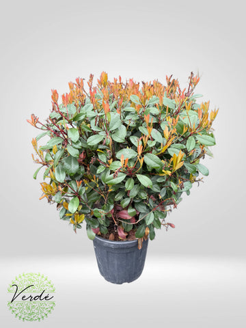 Photinia Fraseri Red Robin- CLT 35 70/80 palla