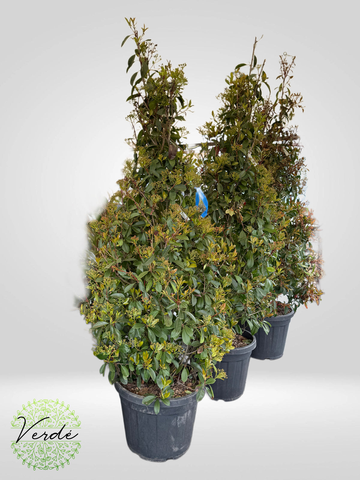 Photinia Fraseri Red Robin CLT 55 160/180 cono