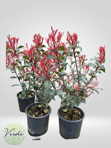 Photinia Fraseri Little Red Robin