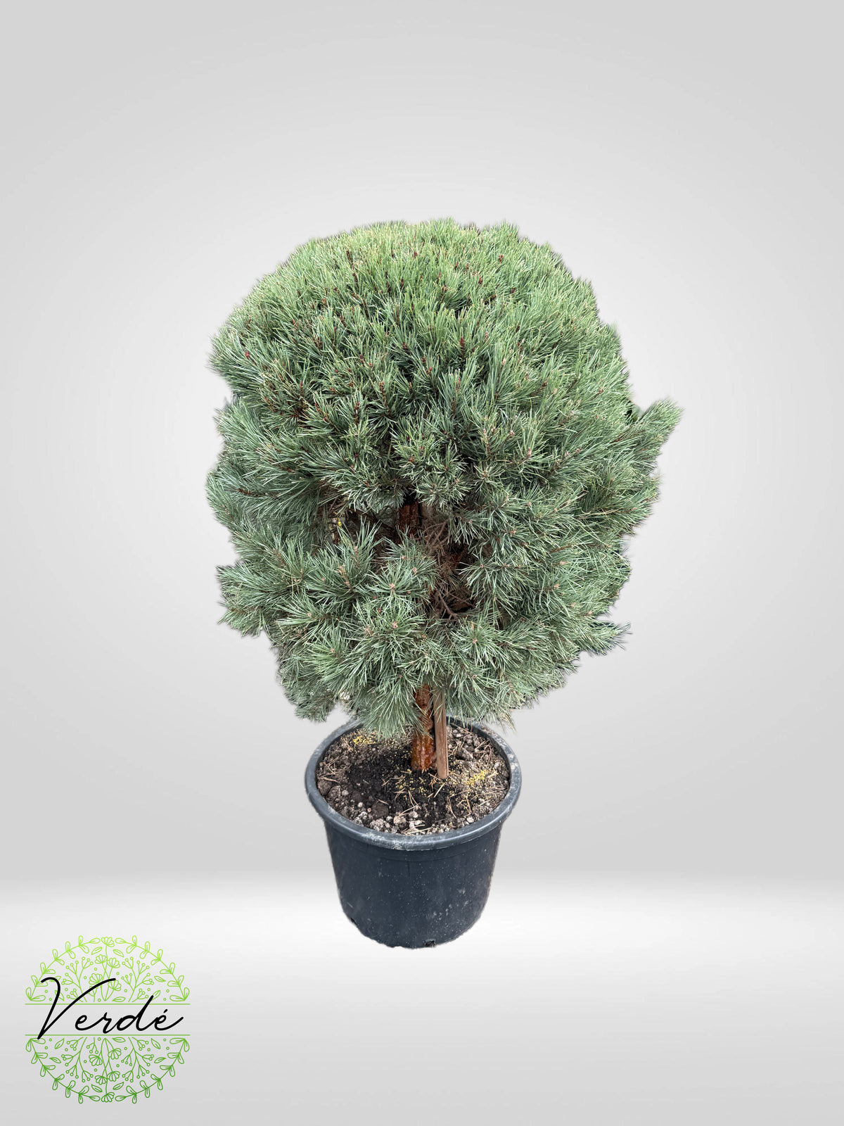 Pin Rotund