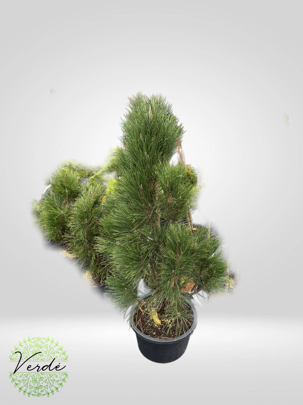 Pin Negru Columnar- Pinus Nigra Green Tower