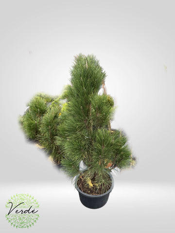 Pin Negru Columnar- Pinus Nigra Green Tower