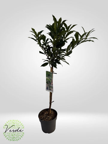 Laur englezesc- Prunus Laurocerasus OTTO Supreme