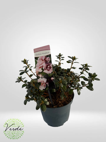 Rhododendron Roz