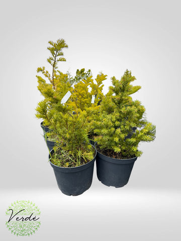 Taxus Mix